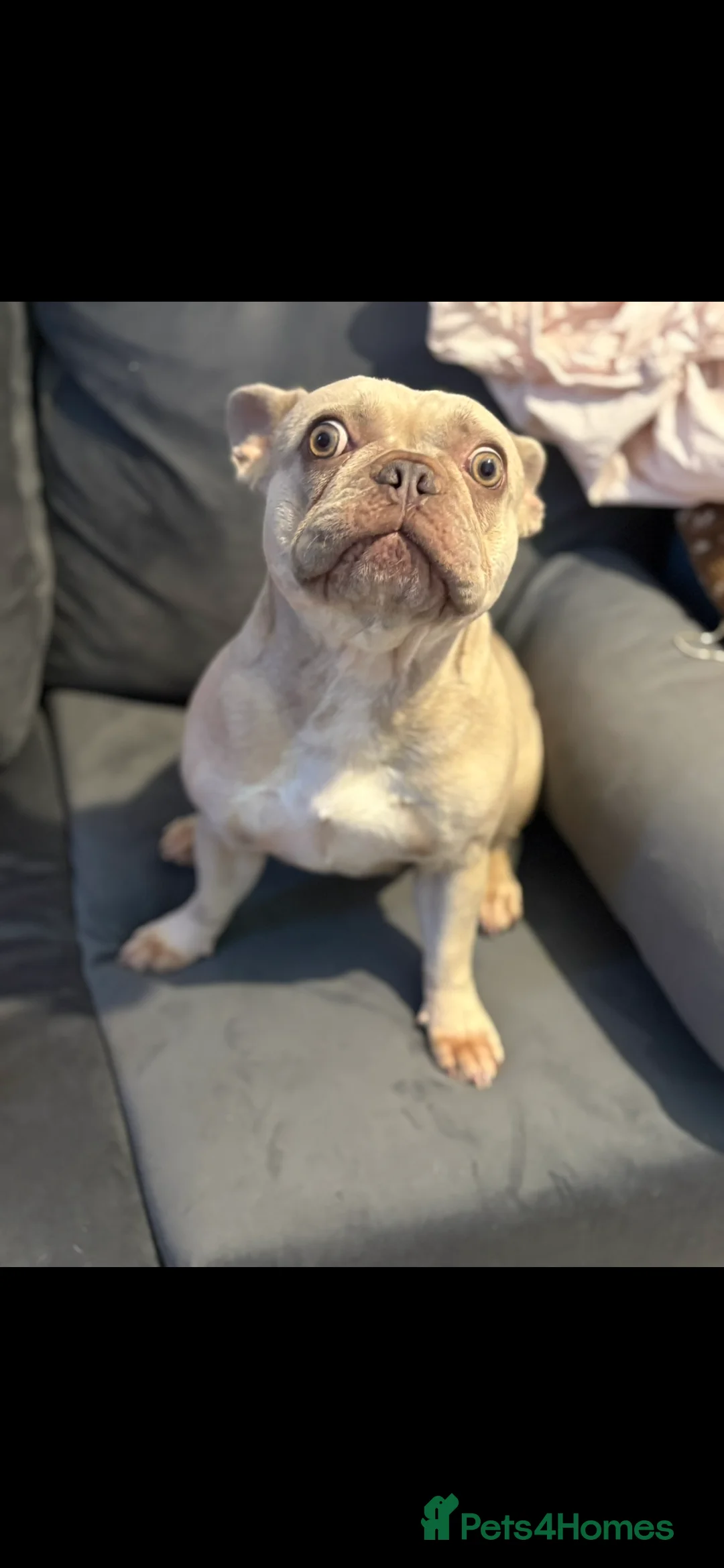 French Bulldog dogs for sale: French Bulldog Adoption - Advert 3