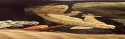 Gecko reptiles for sale: 2 year old Male Crested Gecko with Full Set Up in St. Neots - Advert 20
