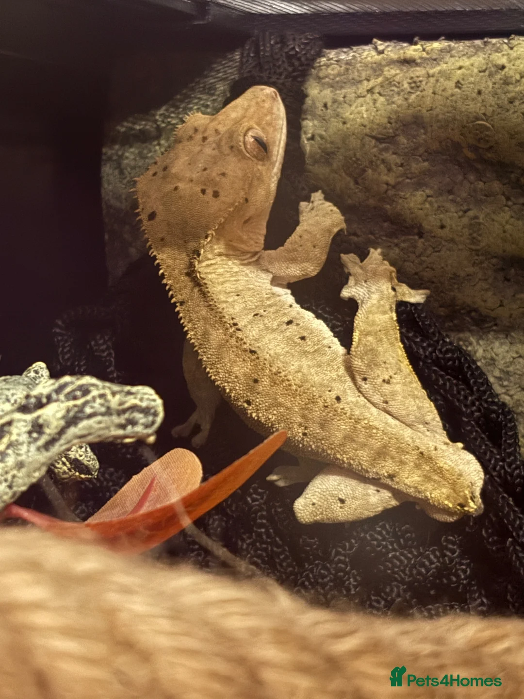 Gecko reptiles for sale: 2 year old Male Crested Gecko with Full Set Up in St. Neots - Advert 20