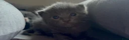 Ragdoll cats for sale: 5 beautiful Ragdoll X kittens - Advert 3