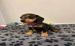 Mixed Breed dogs for sale: dixie pop puppies for sale - Image 27