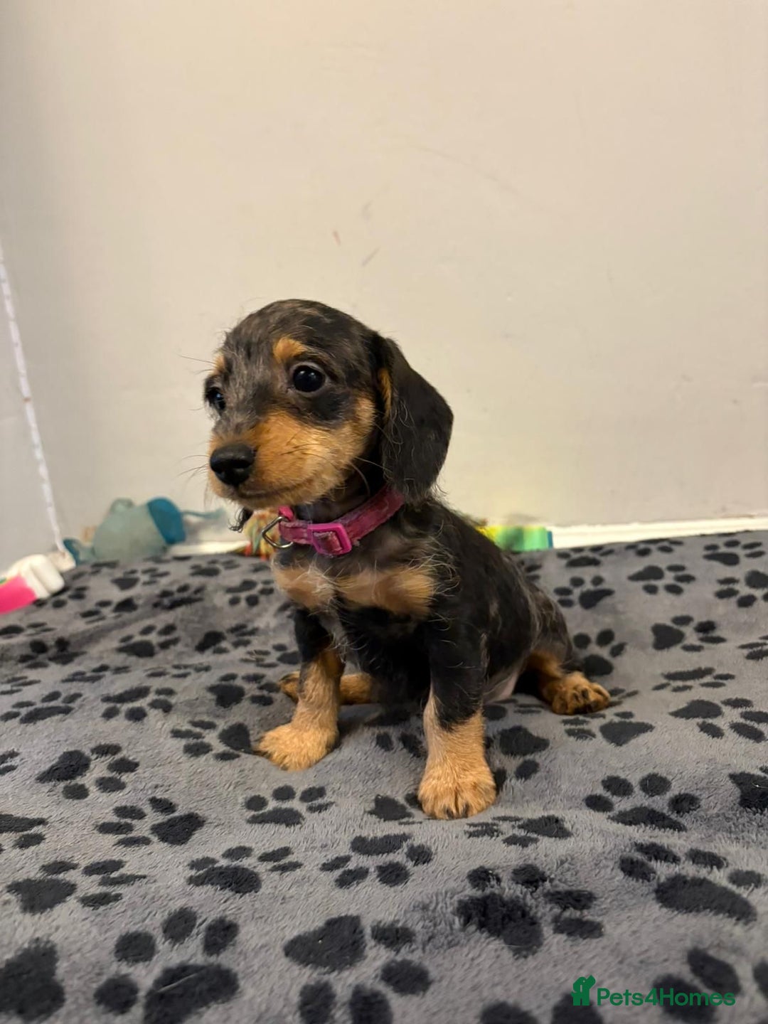 Mixed Breed dogs for sale: dixie pop puppies for sale - Image 27