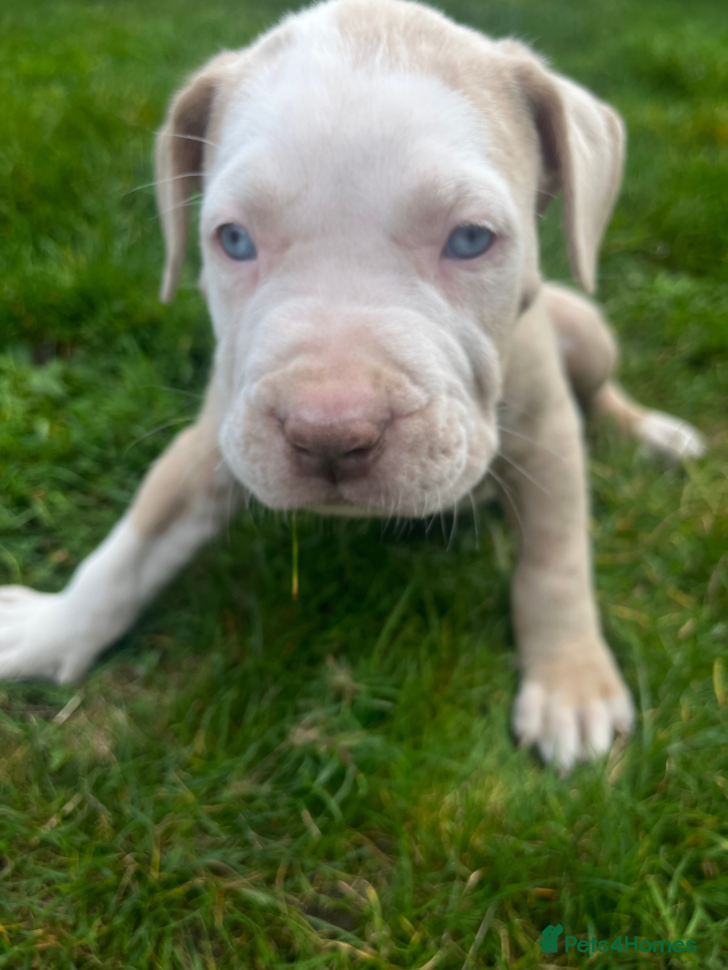 Mixed Breed dogs for sale: Beautiful bandog puppies  - Advert 2