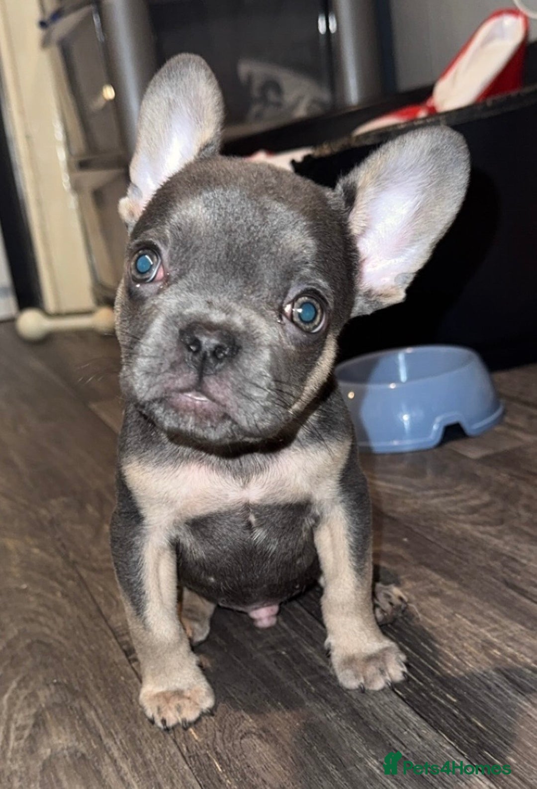 French Bulldog dogs for sale: REDUCED! French Bulldog puppies - Advert 7