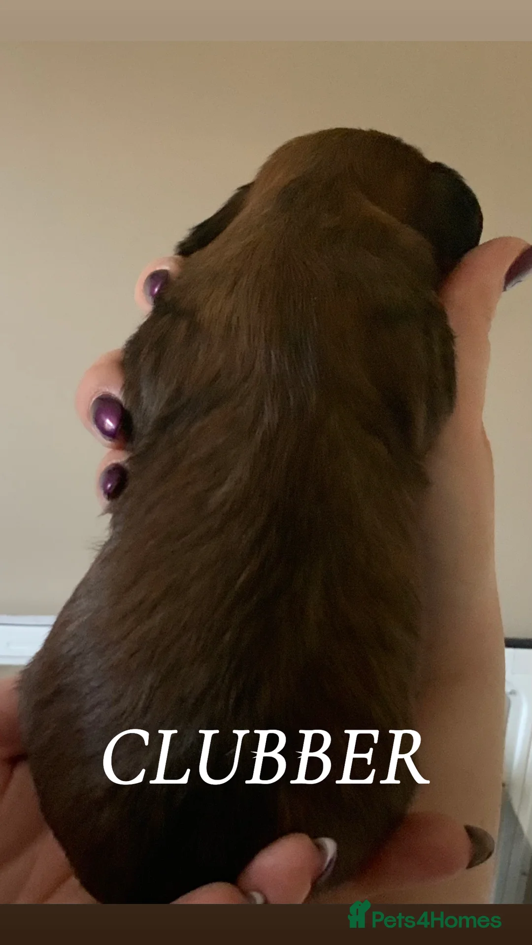 Cava Tzu dogs for sale: Gorgeous F1 Cava Ztu puppy’s  in Chelmsford - Advert 13