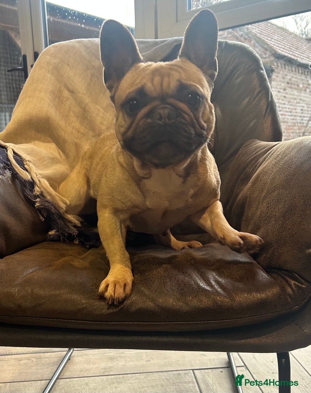 French Bulldog dogs for sale: Fawn with black mask French bulldog  - Advert 3