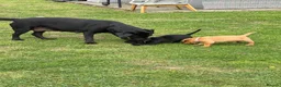 Labrador Retriever dogs for sale: KC Labrador pups for sale (fox red and black) in Shrewsbury - Advert 2