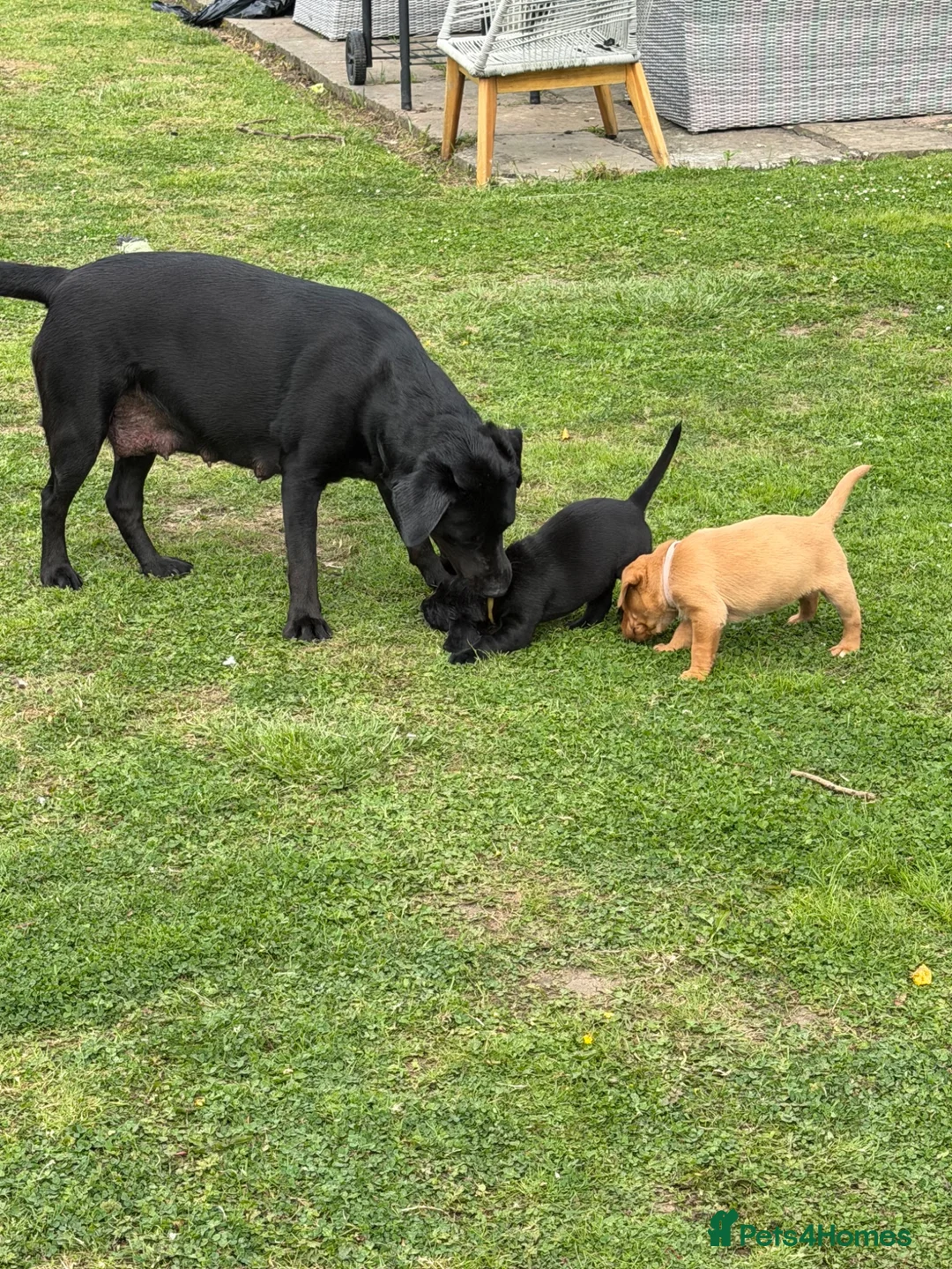 Labrador Retriever dogs for sale: KC Labrador pups for sale (fox red and black) in Shrewsbury - Advert 2