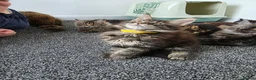 Maine Coon cats for sale: Maine coon pedigree kittens  - Advert 13
