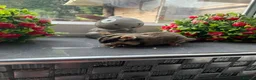Sugar Glider rodents for sale: Adorable sugar gliders  - Advert 2