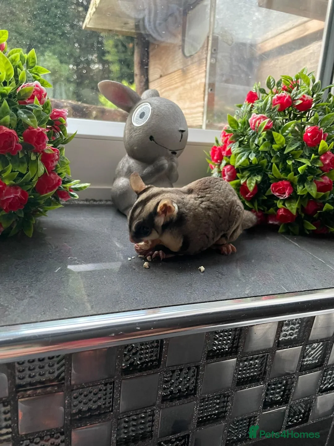 Sugar Glider rodents for sale: Adorable sugar gliders  - Advert 2