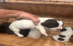 Cocker Spaniel dogs for sale: Cocker spaniel puppies  - Image 13