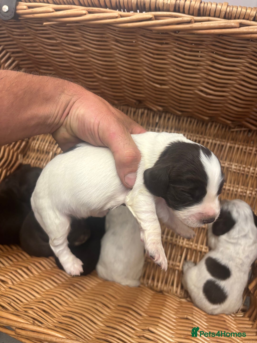 Cocker Spaniel dogs for sale: Cocker spaniel puppies  - Image 13