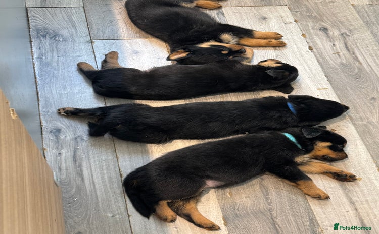 Rottweiler dogs - Advert 1