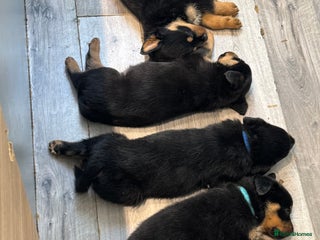 Rottweiler dogs - Advert 1