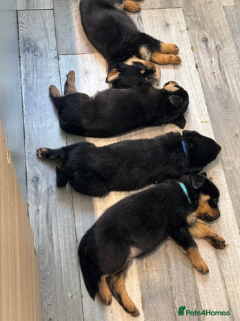 Rottweiler dogs - Advert 1