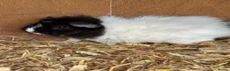 Guinea Pig rodents for sale: Guinea pig for sale  in Erith - Advert 2