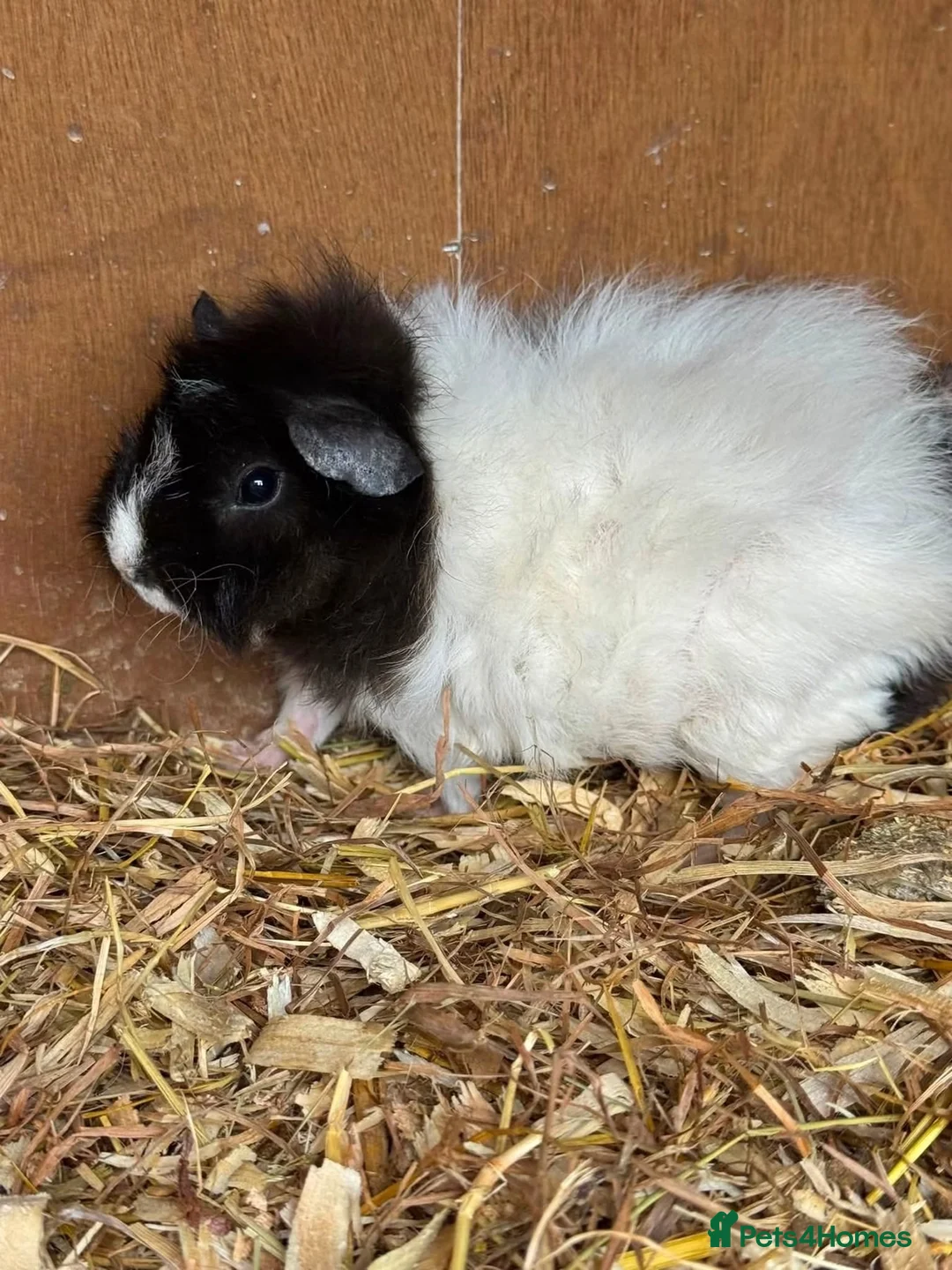 Guinea Pig rodents for sale: Guinea pig for sale  in Erith - Advert 2