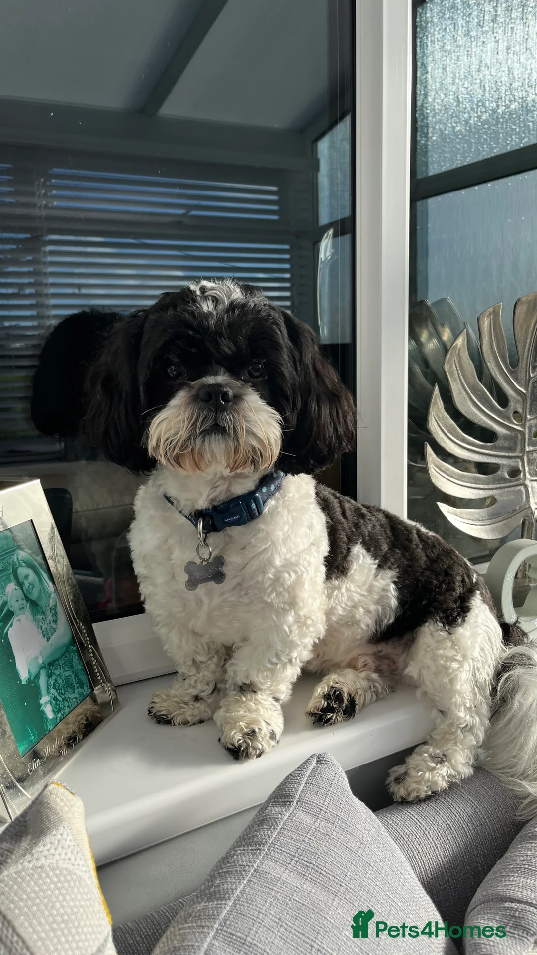 Shih Tzu dogs for stud: Alffi Our Family ShihTzu is Available for Stud. in Caernarfon - Advert 3