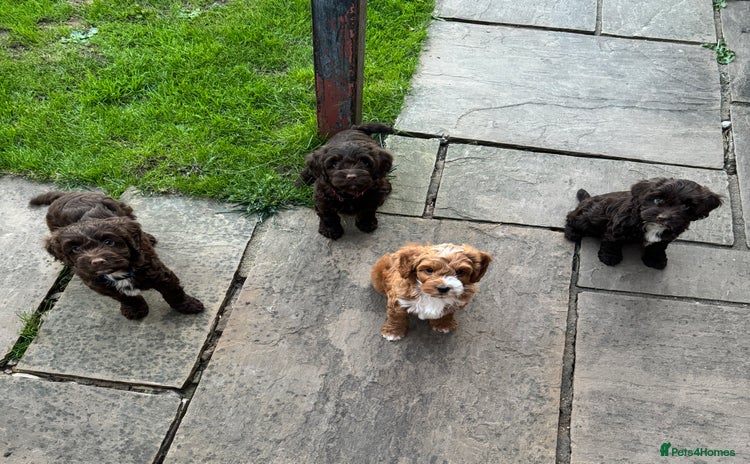 Cockapoo dogs - Advert 3