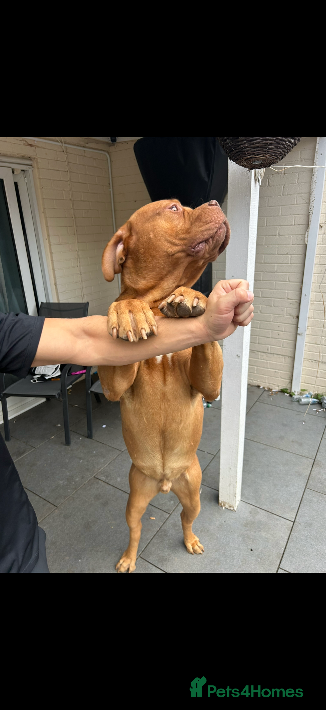 Dogue De Bordeaux dogs for stud: Kenzduo Ultra-Calm KC Registered Dogue de Bordeaux - Advert 5