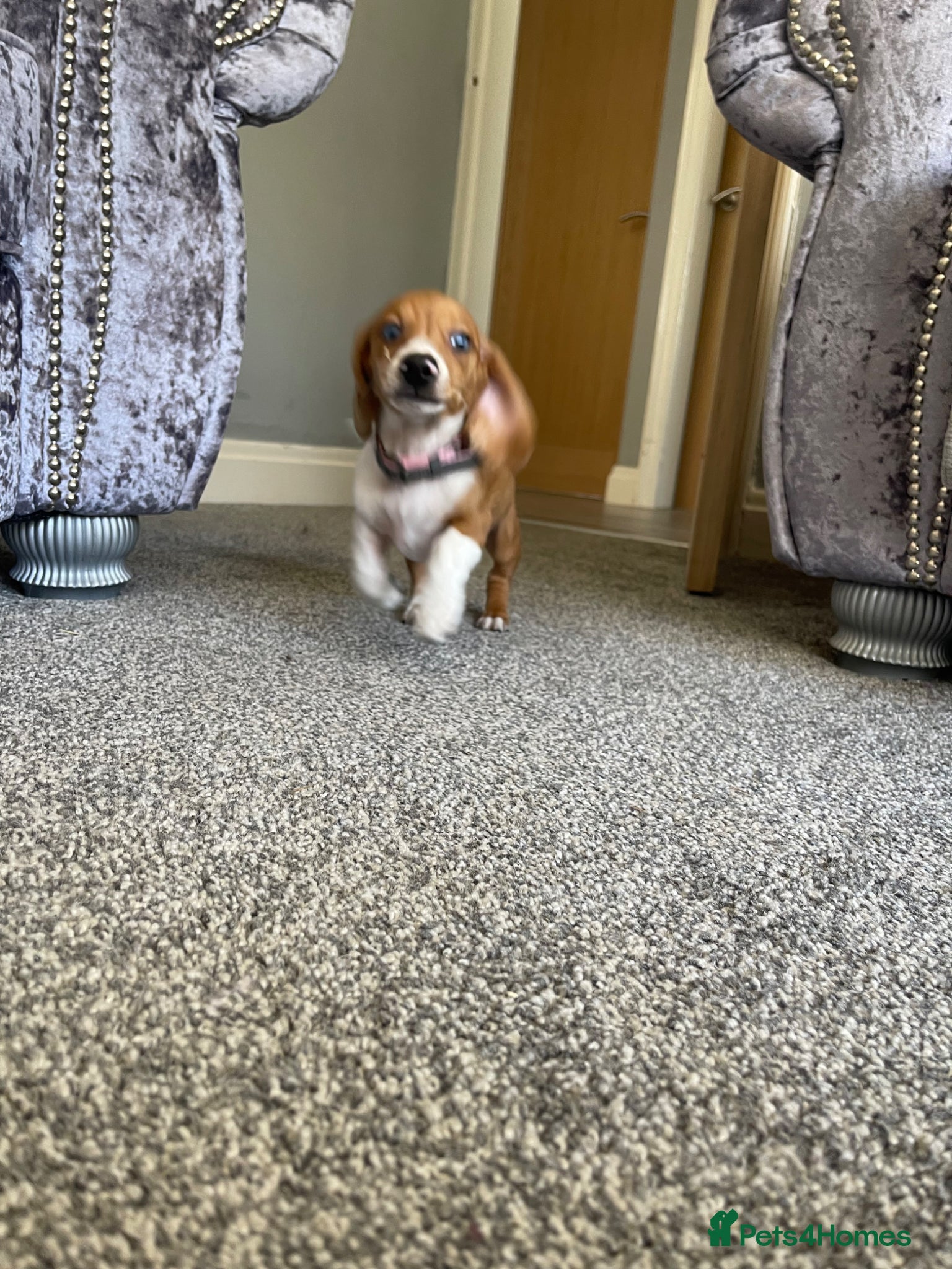 Miniature Dachshund dogs Pra clear mini smooth dachshund  - Advert 17