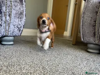 Miniature Dachshund dogs Pra clear mini smooth dachshund - Advert 17