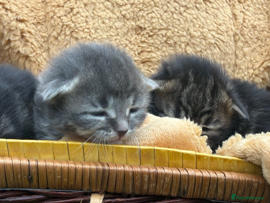 Maine Coon cats for sale: Maincoon cross kittens  - Image 3