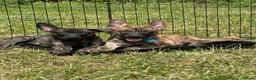 Belgian Shepherd Dog dogs for sale: Dutch Shepherd Puppies - Advert 14