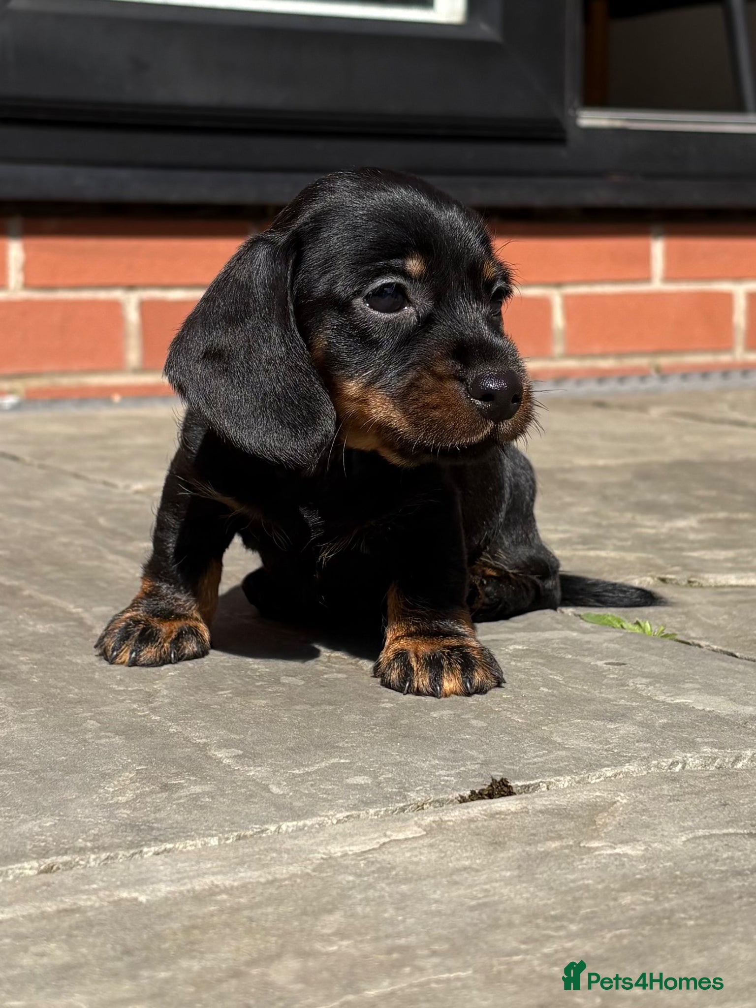 Miniature Dachshund dogs Beautiful Miniature Wirehaired Dachshund Puppies  - Advert 15