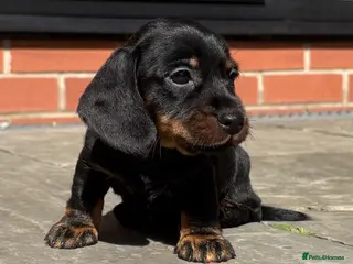 Miniature Dachshund dogs Beautiful Miniature Wirehaired Dachshund Puppies - Advert 15