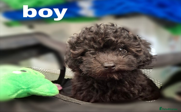Toy Poodle dogs - Advert 1