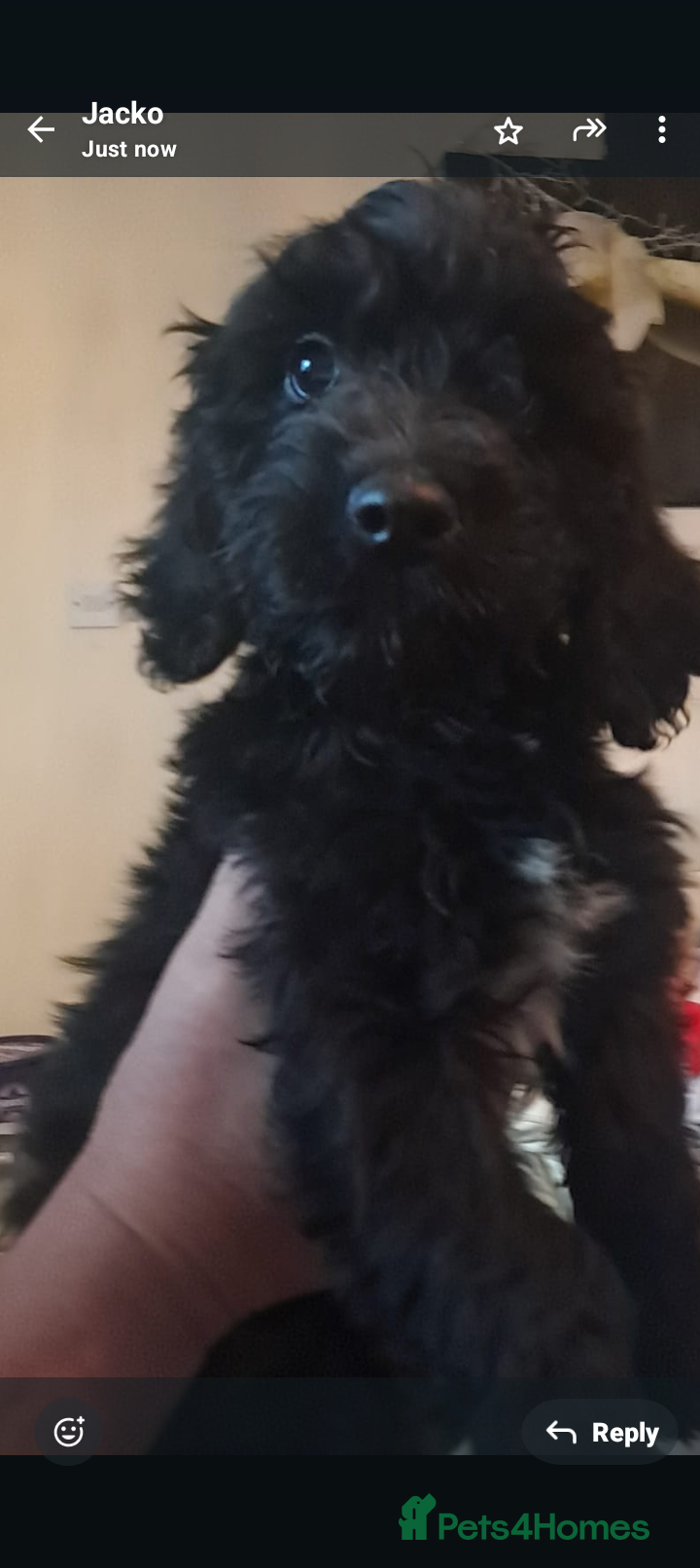 Cockapoo dogs Ready now 1 little girl - Advert 18