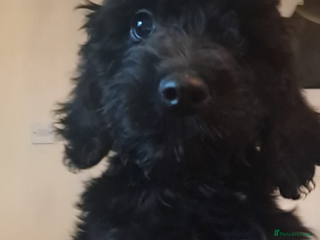 Cockapoo dogs Ready now 1 little girl - Advert 18