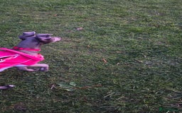 Whippet dogs for sale: Beautiful Male Whippet Puppy - Image 28