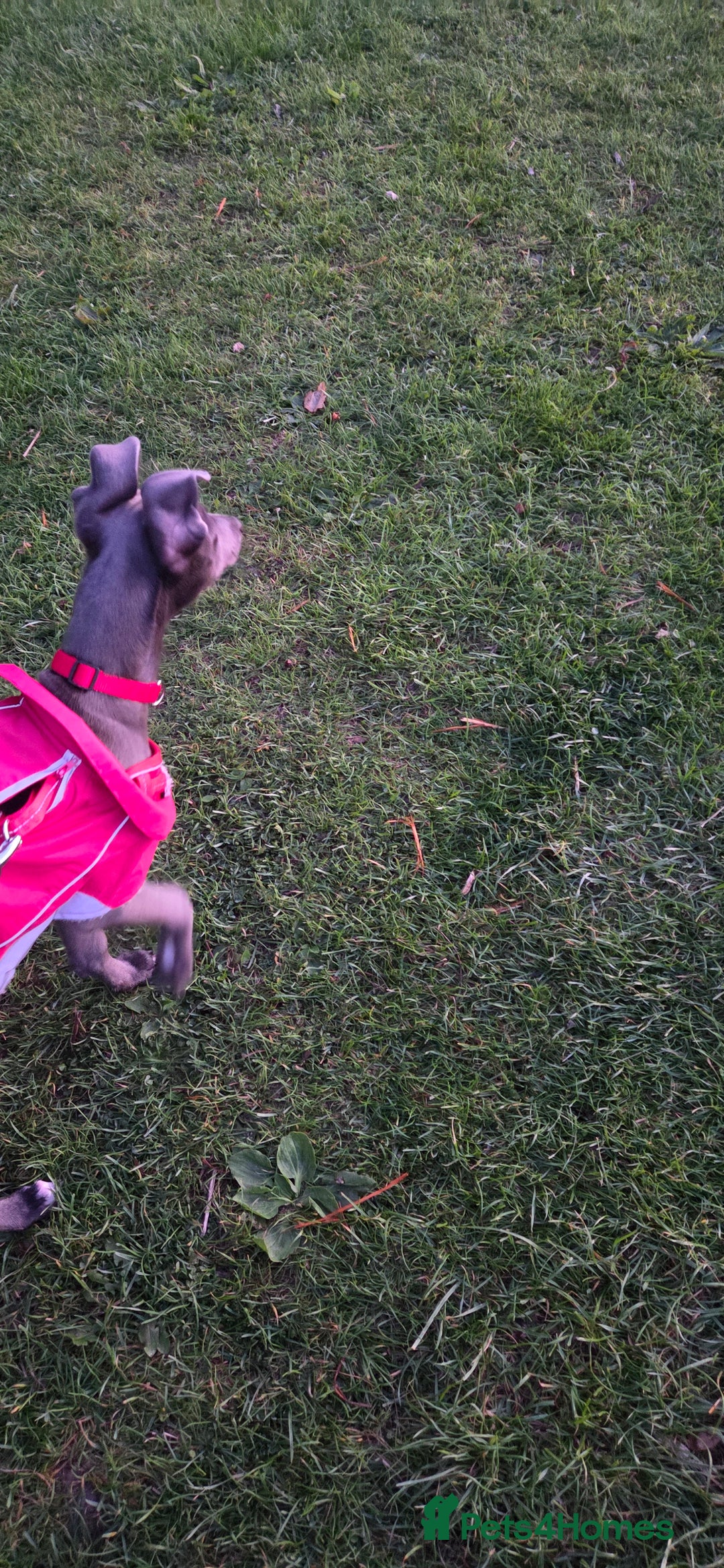 Whippet dogs for sale: Beautiful Male Whippet Puppy - Image 28