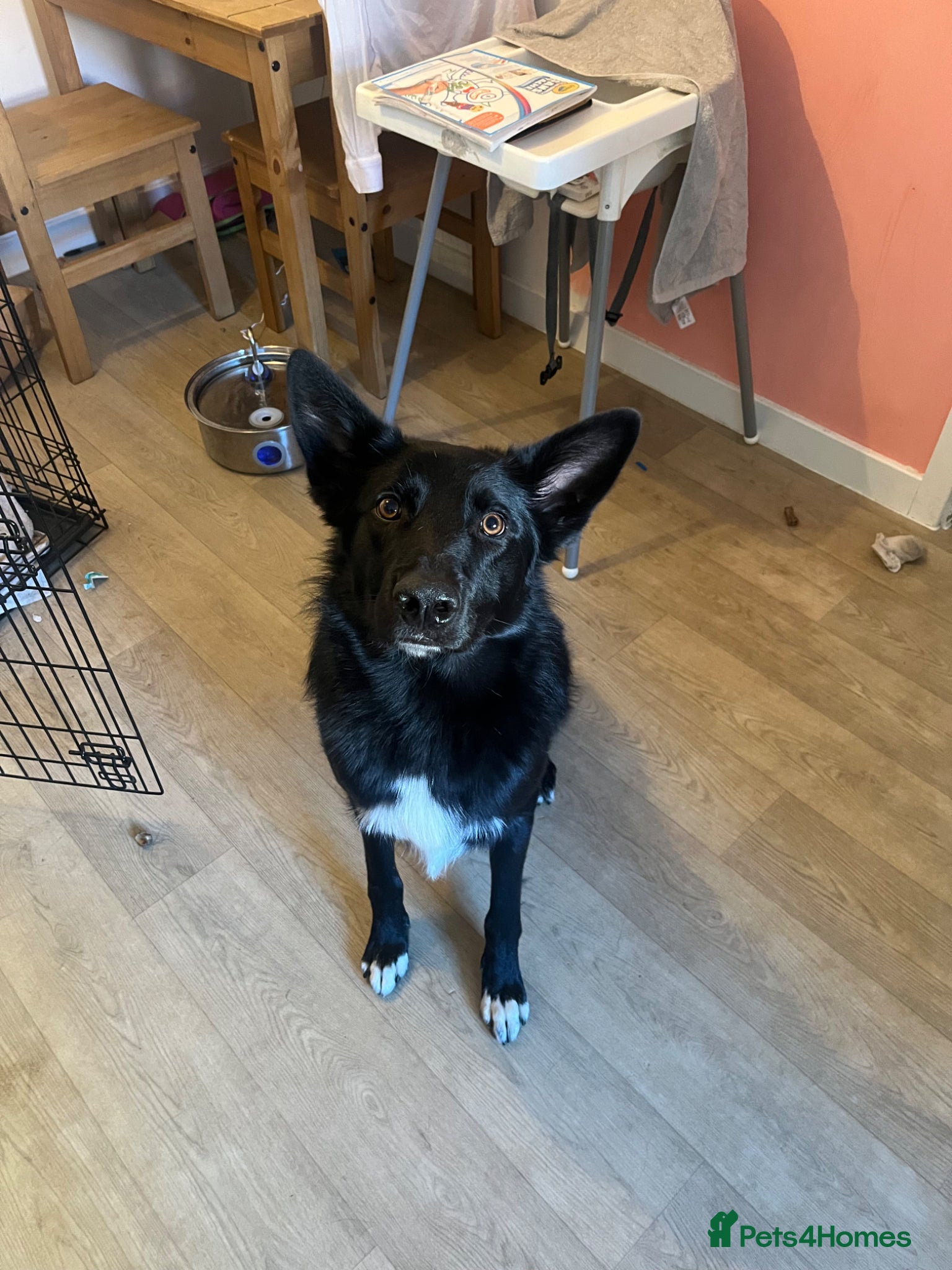 Mixed Breed dogs German shepherd x border collie  - Advert 3