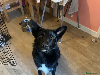 Mixed Breed dogs German shepherd x border collie - Advert 3