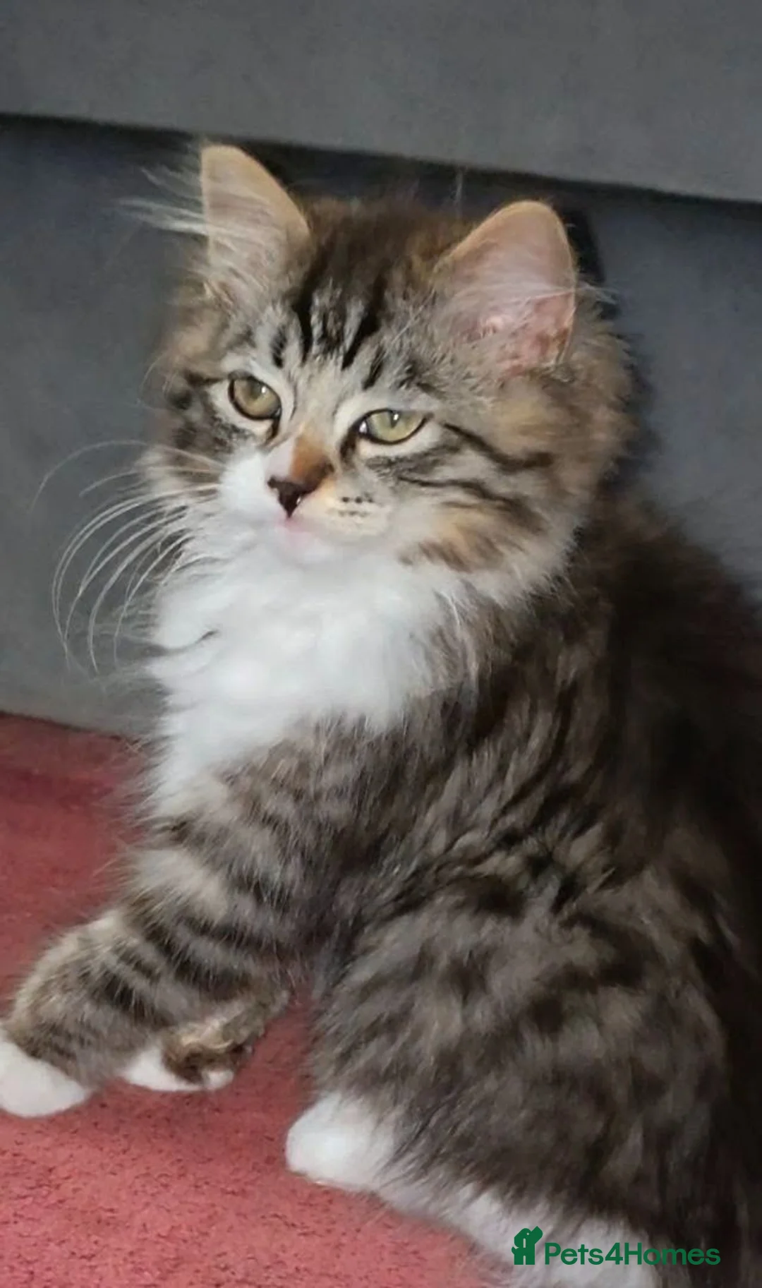 Ragdoll cats for sale: Ragdoll mixed with a chinchilla-Persian in Bournemouth - Advert 2