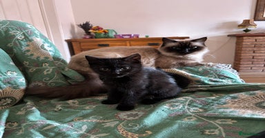 Mixed Breed cats 3 Ragdoll X kittens  - Advert 10