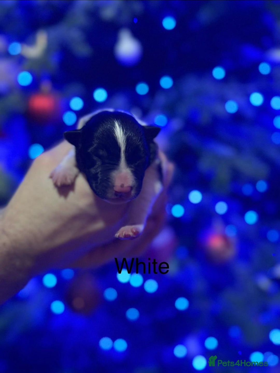 Border Collie dogs for sale: Family Raised Border Collie Pups  - Advert 22