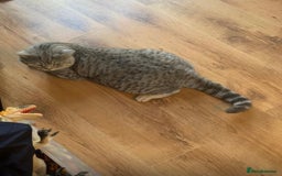 British Shorthair cats for sale: BSH for sale - Image 7