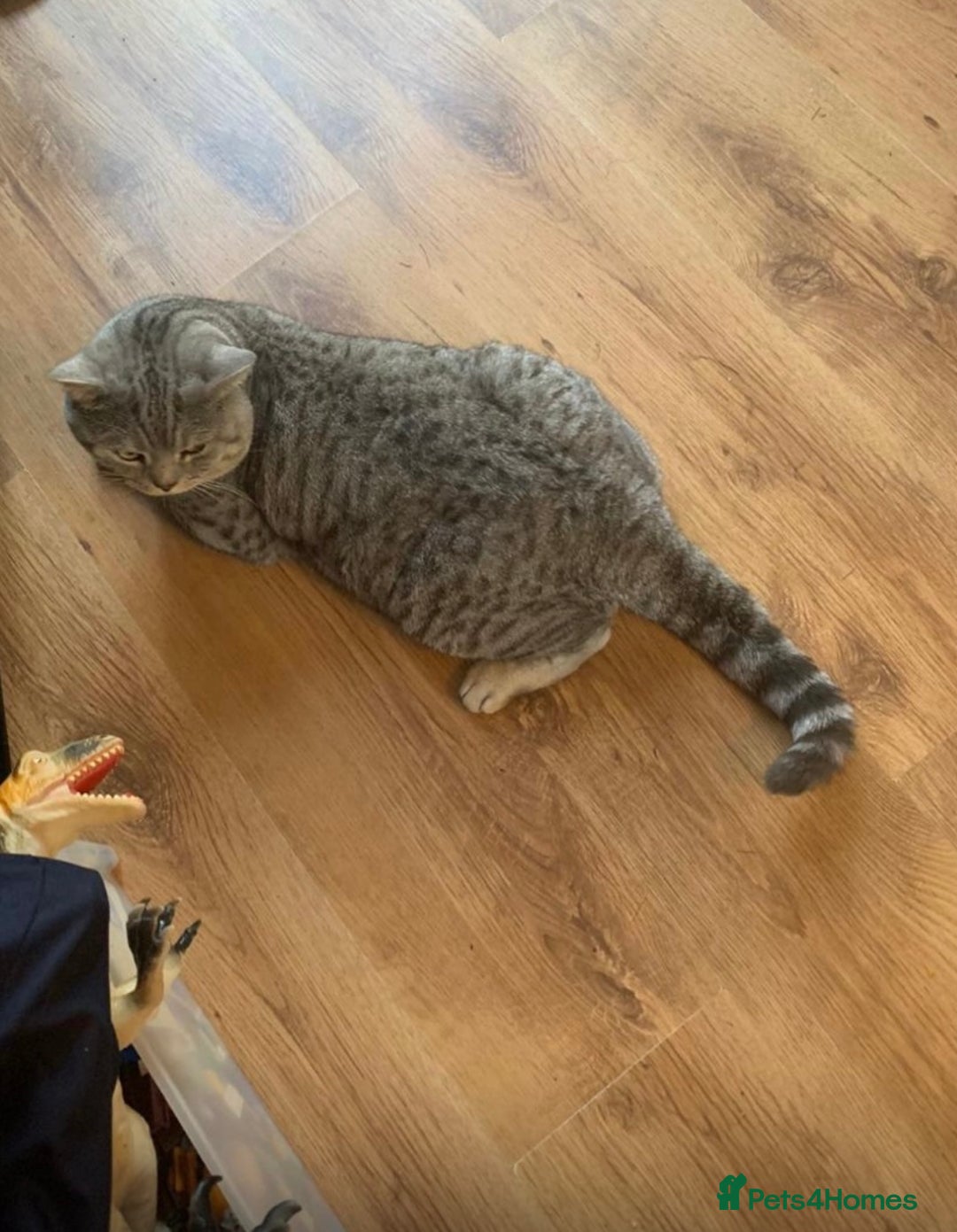 British Shorthair cats for sale: BSH for sale - Image 7