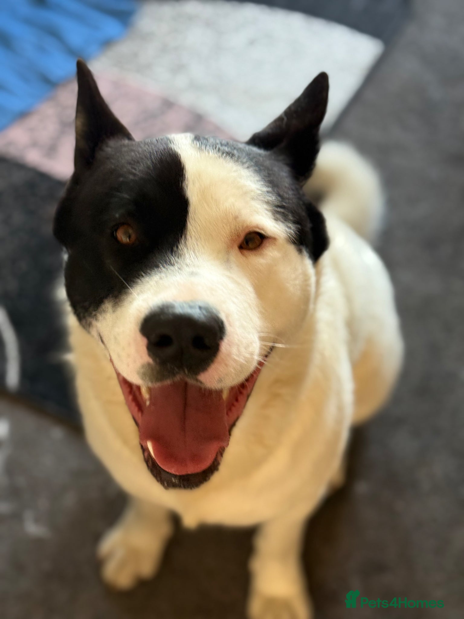 Akita dogs for sale: Kaizer the akita - Advert 4