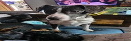 Mixed Breed dogs for sale: Cross breeds  - Advert 4