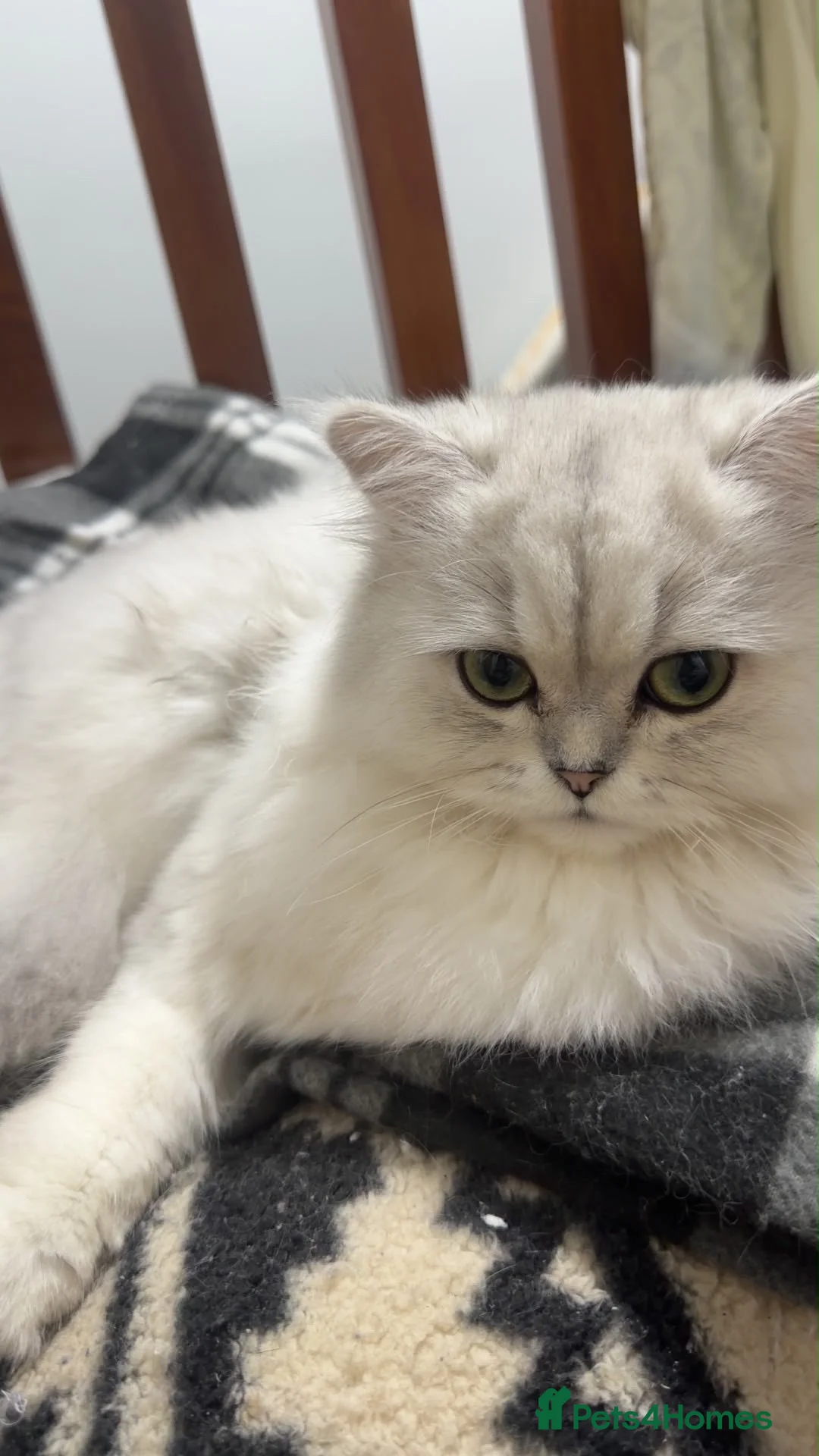 Mixed Breed cats for sale: Gorgeous Persian Chinchilla Girl – 1 Year Old 🐾 in Peterborough - Advert 2