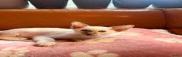 Oriental cats for sale: Beautiful Siamese & Oriental Kittens  - Advert 15