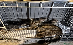 British Shorthair cats for sale: 3 tabby girls, 1 black boy - Image 2
