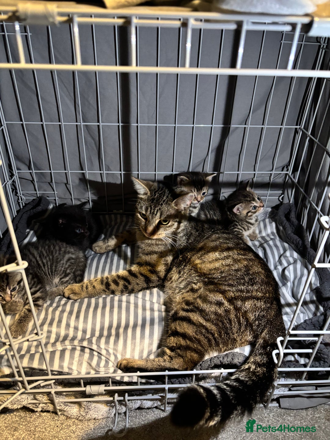 British Shorthair cats for sale: 3 tabby girls, 1 black boy - Image 2