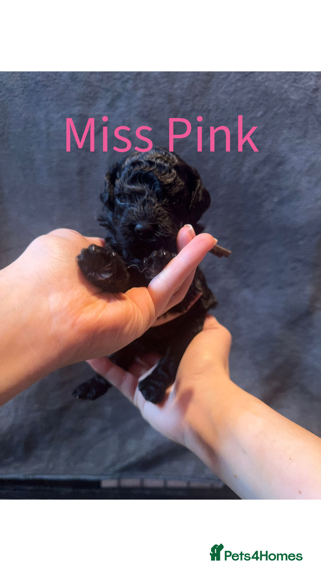 Australian Labradoodle dogs for sale: Extensively health tested Austrailian Labradoodles - Advert 17